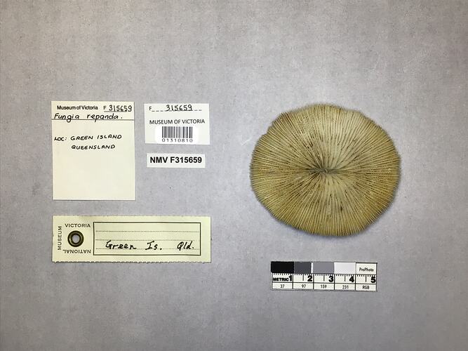 Dry coral specimen beside labels.