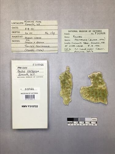 Dry coral specimens beside labels.