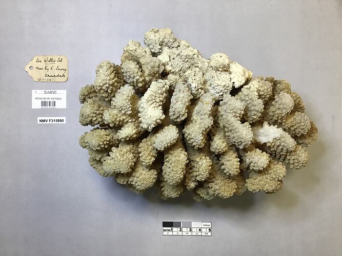 Dry stony coral specimen beside labels.