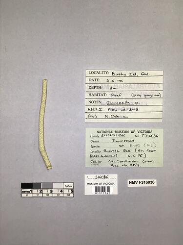 Dry soft coral specimen beside labels.
