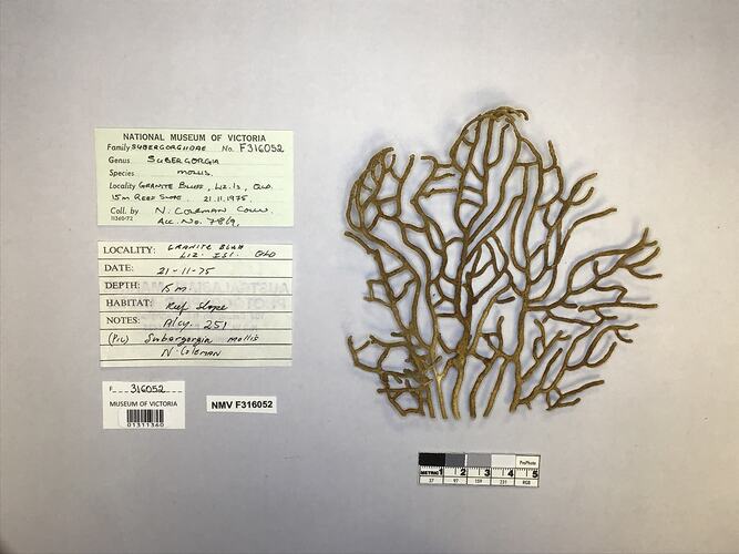 Dry soft coral specimen beside labels.
