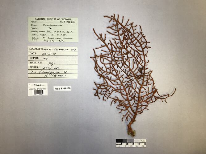 Dry soft coral specimen beside labels.