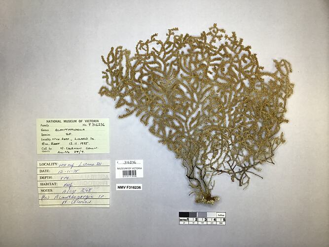 Dry soft coral specimen beside labels.