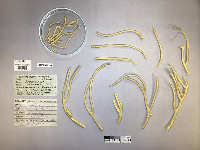 Dry soft coral specimen beside labels.