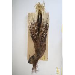 <em>Hystrix cristata</em>, Crested Porcupine. [C 30179]