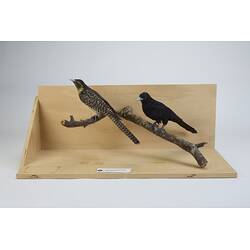 <em>Eudynamys cyanocephalus cyanocephalus</em>, Eastern Koel. [60186 (left), 9468 (right)]