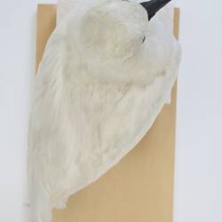 <em>Chionis minor</em>, Black-faced Sheathbill. [B 32987]