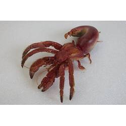<em>Strigopagurus strigimanus</em>, Stridulating Hermit Crab. [J 73847]