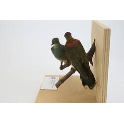 <em>Ptilinopus superbus superbus</em>, Superb Fruit-Dove. [30106 (rear), 30107 (front)]