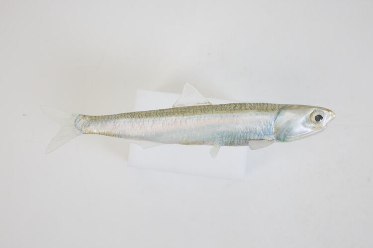 <em>Engraulis australis</em>, Australian Anchovy, model. [A 31384-008]