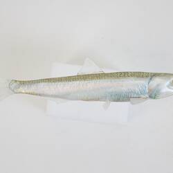 Our Wondrous Planet, Our Wild Family: Model - Australian Anchovy, <em>Engraulis australis</em> (Shaw, 1790)