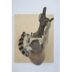 <em>Lemur catta</em>, Ring-tailed Lemur. [C 30344]