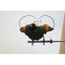 <em>Cicinnurus magnificus hunsteini</em>, Magnificent Bird-of-Paradise. [44825]