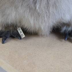 <em>Aptenodytes forsteri</em>, Emperor Penguin. [B 22524]
