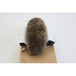 <em>Scaptochirus moschatus</em>, Short-faced Mole. [C 23785]