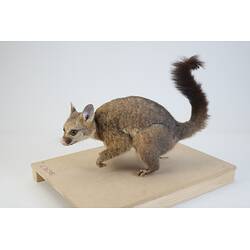 <em>Trichosurus vulpecula</em>, Common Brush-tailed Possum. [C 36381]