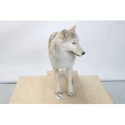 <em>Canis lupus occidentalis</em>, Mackenzie Valley Wolf. [C 23546]