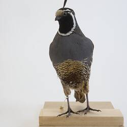 <em>Callipepla californica</em>, California Quail. [B 32816]
