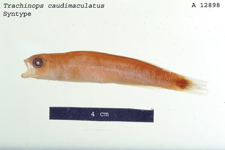 Fish specimen with scale bar.
