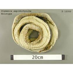 Ventral view of snake beside scale bar.