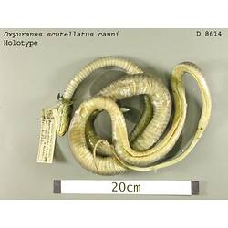 Curled up snake specimen beside scale bar, ventral view.