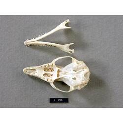 Seperated antechinus skull and lower jaw, ventral view.