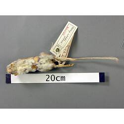Ventral view of mouse study skin with specimen labels.
