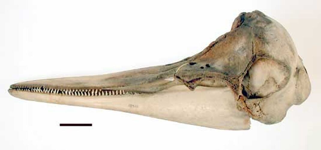 Lateral view of dolphin skull with scale bar.