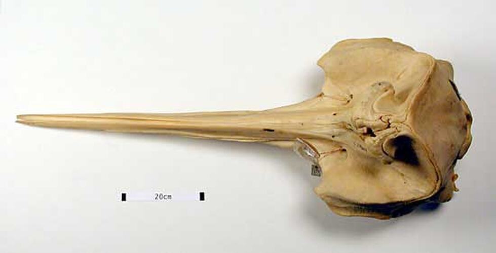 Dorsal view of whale skull.