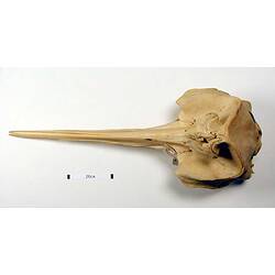 Dorsal view of whale skull.