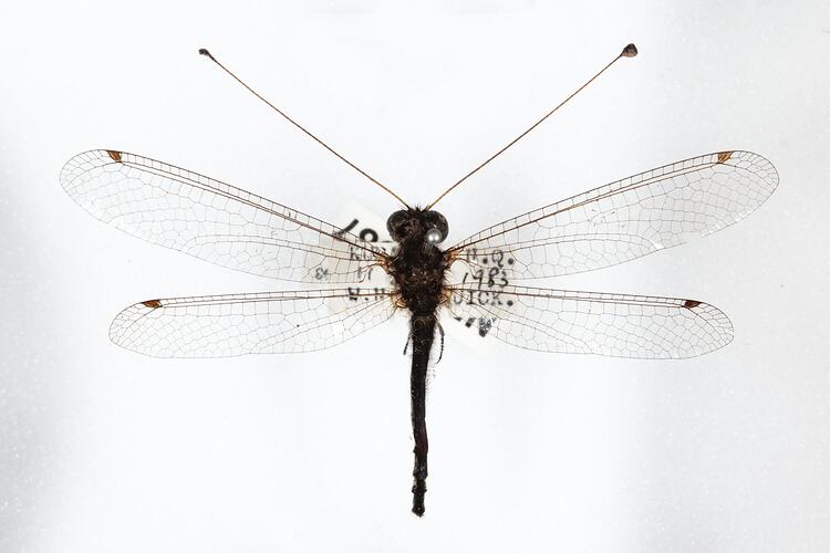 <em>Suhpalacsa</em> sp., owlfly. [NEU 2987]