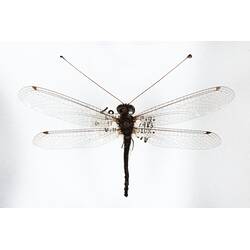 Our Wondrous Planet, Our Wild Family: Dry Specimen - Owlfly, <em>Suhpalacsa</em>