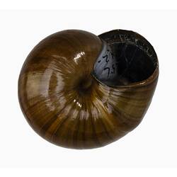 <em>Powelliphanta lignaria</em>, amber snail. [F 183743.1]