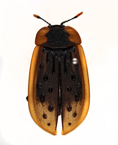 <em>Ptomaphila lacrymosa</em>, Carrion Beetle. [COL 143682]