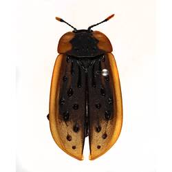 Our Wondrous Planet, Our Wild Family: Dry Specimen - Carrion beetle, <em>Ptomaphila lacrymosa</em> (Schreibers, 1802)