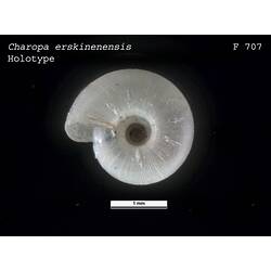 <em>Charopa erskinensis</em>, marine snail.  Holotype.  Registration no. F 707.