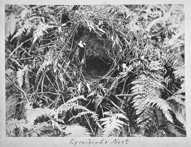 Lyre-bird's Nest