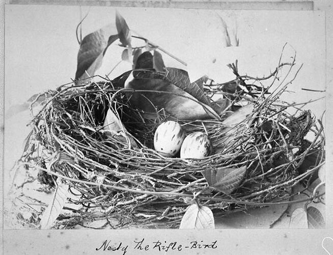 Nest of the Rifle-Bird