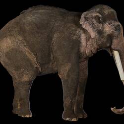 Side view of Elephant taxidermy specimen.