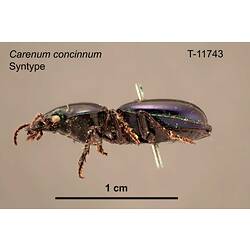 Beetle specimen, lateral view.