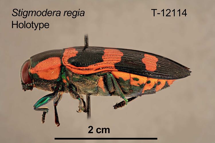Jewel beetle specimen, lateral view.