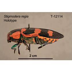 Jewel beetle specimen, lateral view.