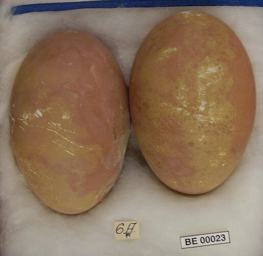 Detail of two bird eggs with specimen label.