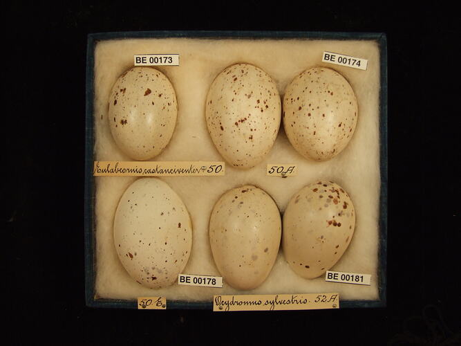Six bird eggs with specimen labels in box.