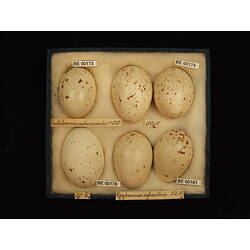 <em>Gallirallus castaneoventris castaneoventris</em>