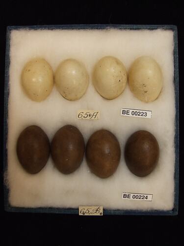 Eight bird eggs with specimen labels in box.