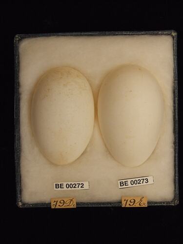Two bird eggs with specimen labels in box.