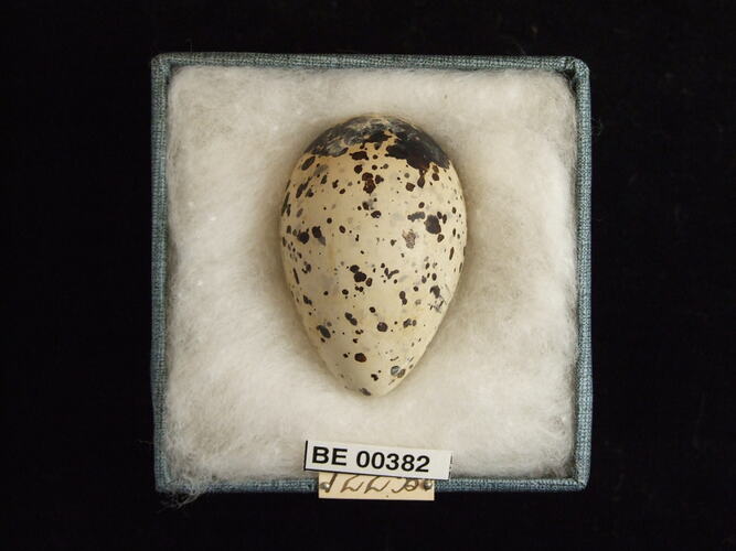 Bird egg with specimen labels in box.