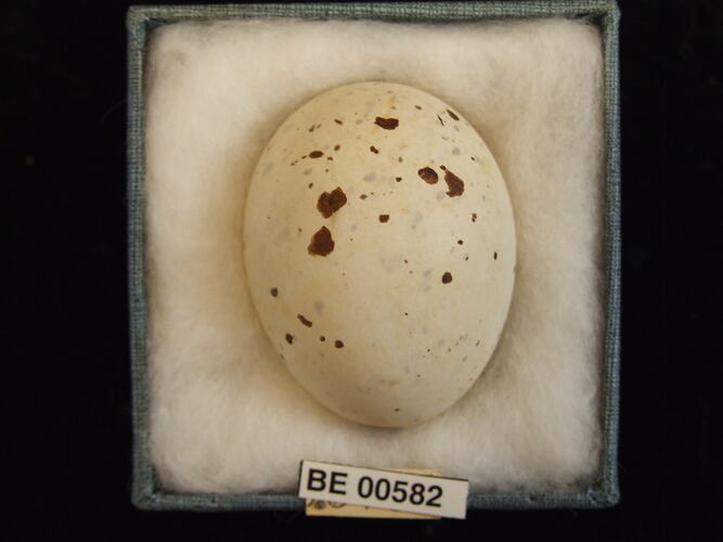 Bird egg with specimen labels in box.