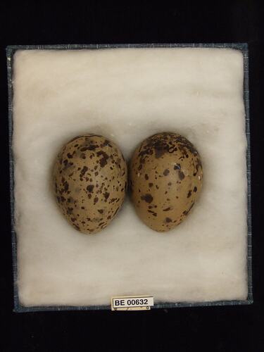 Two bird eggs with specimen labels in box.